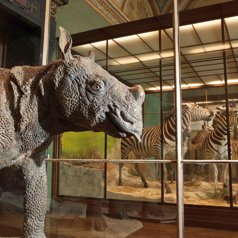 : Taxidermy rhinoceros with rough, textured skin in the foreground, several mounted zebras behind glass display case in background. (AI-generated alt-text, generated with GPT-4.1-mini)