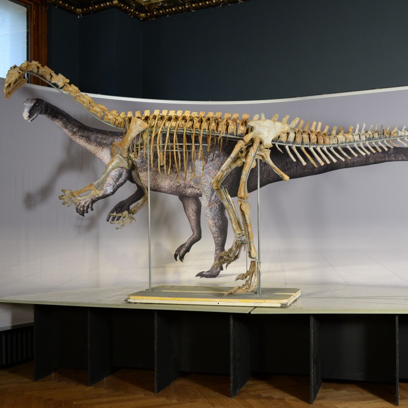 : Plateosaurus-Skelett auf Podest, seitlich ausgestellt, mit modelliertem Körper im Hintergrund. (KI-generierter Alt-Text, erstellt mit GPT-4.1-mini)