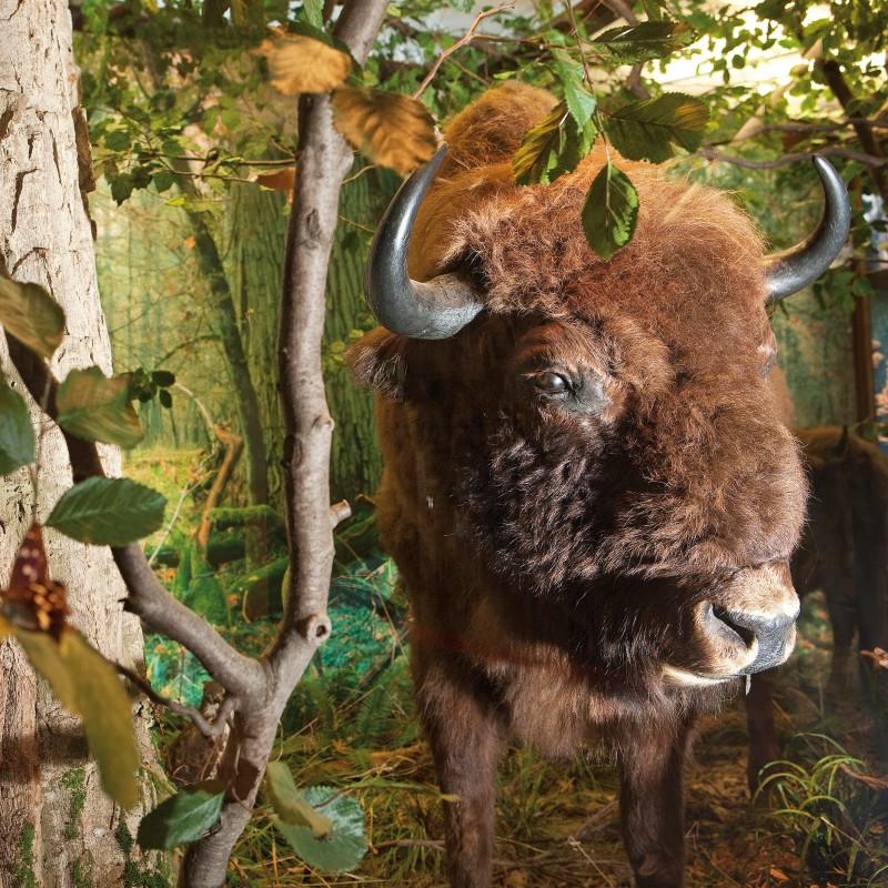 : A wisent with dark fur and strong horns stands sideways in a dense forest beside a tree trunk. (AI-generated alt-text, generated with GPT-4.1-mini)