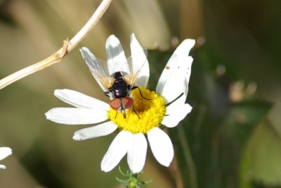 : Goldschildfliege (<i>Elomya lateralis</i>) © Dominique Zimmermann‎ 