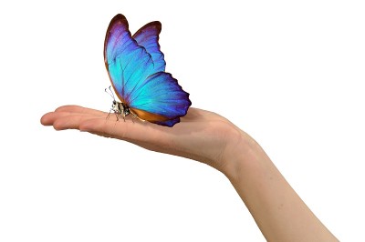 : Offene linke Hand mit blau-violettem Schmetterling auf der Handfläche. (KI-generierter Alt-Text, erstellt mit GPT-4.1-mini)
