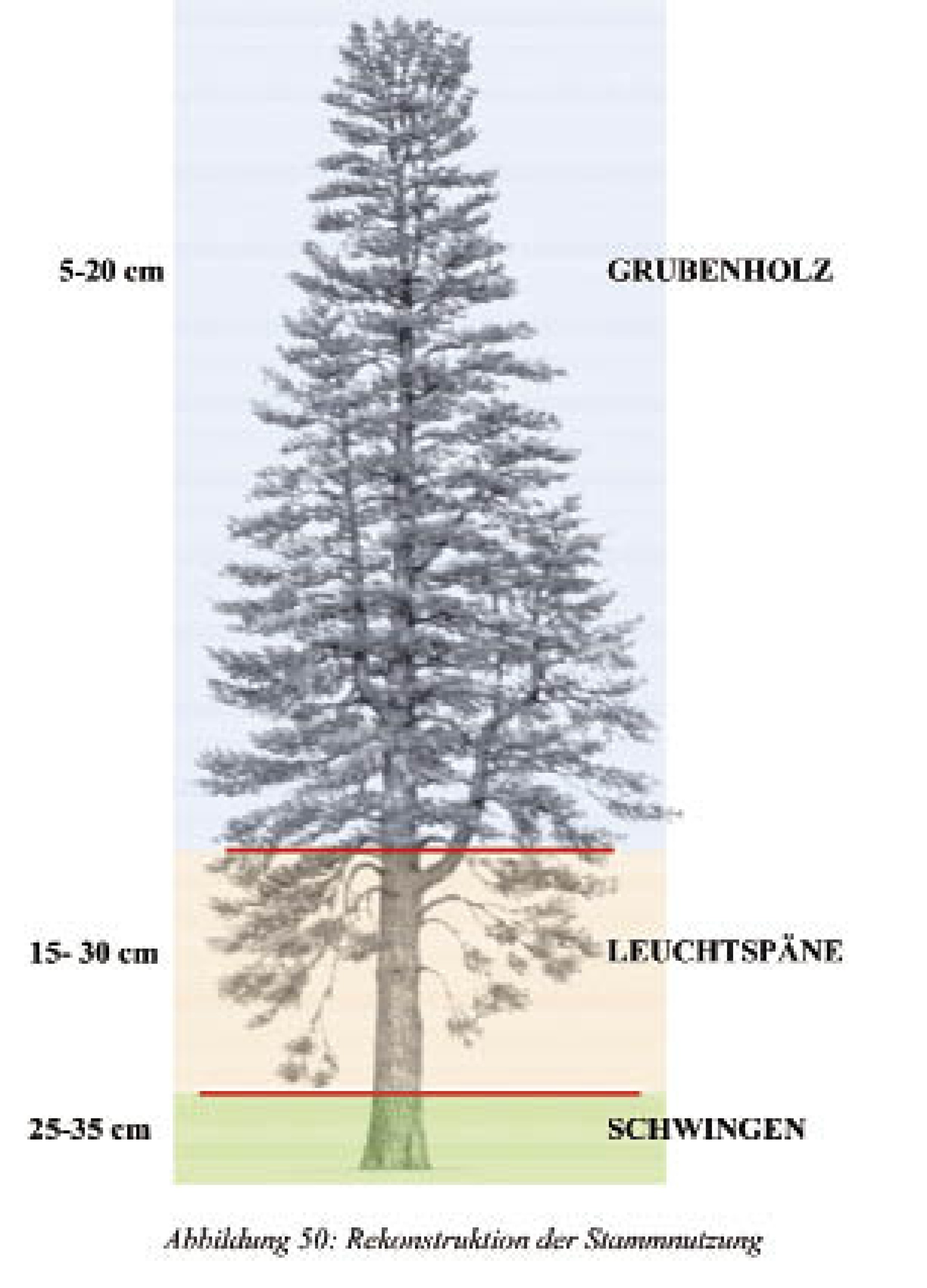 : Schema der Verwendung der unterschiedlichen Stammbereiche. (Bild: A. Klein, M. Grabner - Universität für Bodenkultur Wien)