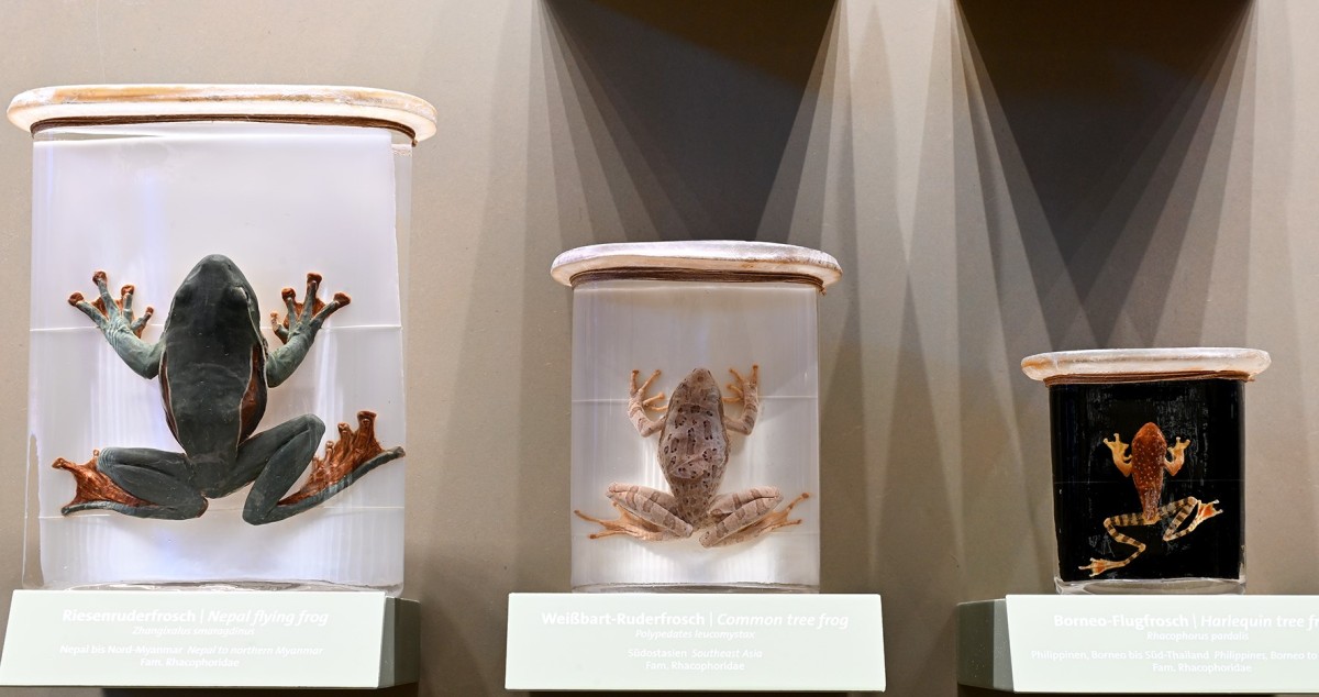 Ausschnitt aus der herptologischen Dauerausstellung.: