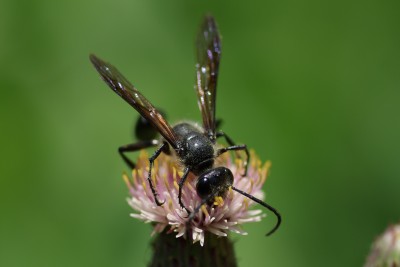 : Stahlblauer Grillenjäger (<i>Isodontia mexicana</i>) © Dominique Zimmermann