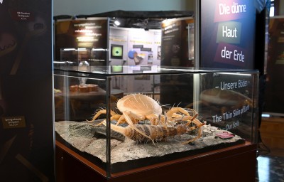 : Model from the exhibition: a predatory mite preys on a springtail. © NHM Vienna, Chloe Potter