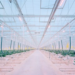 : Gewächshaus, Somerset, Kentucky, USA, 2023