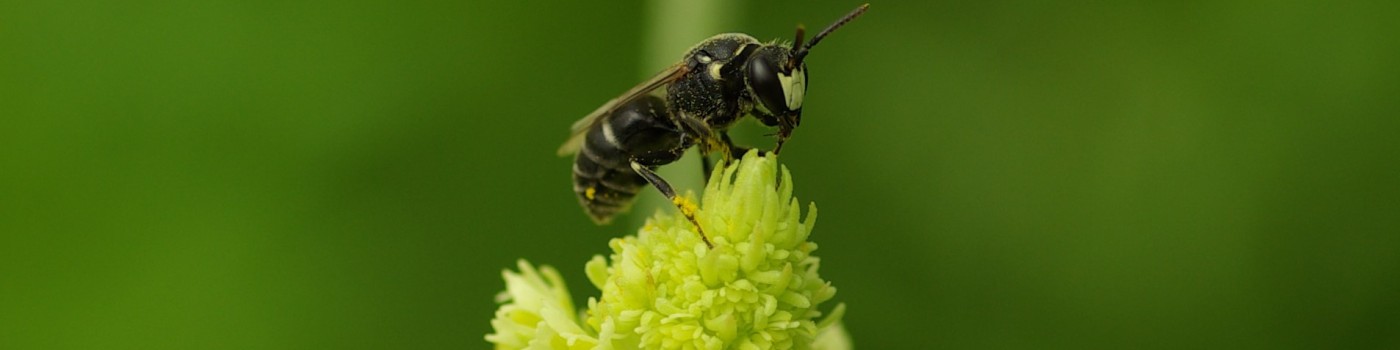 : Reseden Maskenbiene (<i>Hylaeus signatus</i>) © Dominique Zimmermann