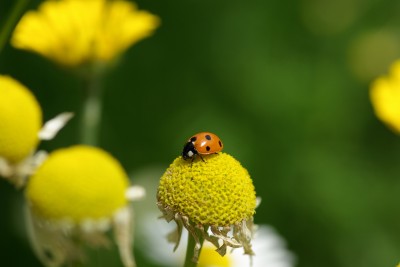 : Siebenpunkt Marienkäfer (<i>Coccinella septempunctata </i>) © Dominique Zimmermann