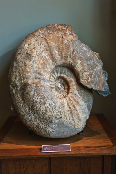 : Giant ammonite from Gosau, hall 8<br>
© Lois Lammerhuber