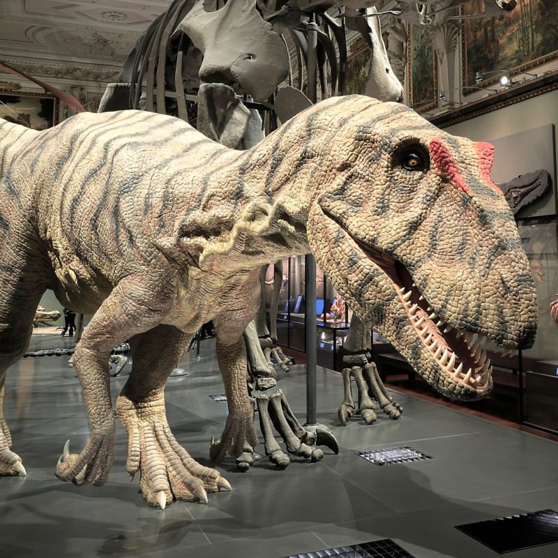 : Lifelike dinosaur model with beige skin and dark stripes in the Natural History Museum Vienna in front of a skeleton. (AI-generated alt-text, generated with GPT-4.1-mini)