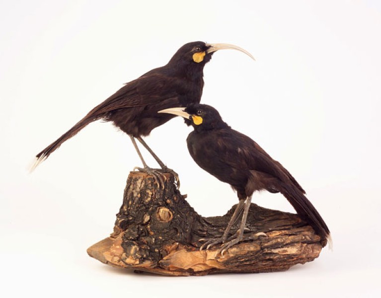 Huia (Heteralocha acutirostris), Neuseeland, ausgestorben ca. 1907. Männchen (li.), Weibchen (re.), Collection REISCHEK. Foto: A. Schumacher